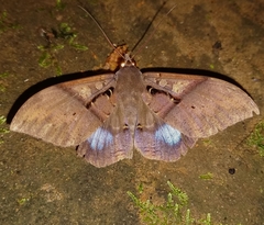 Ischyja inferna