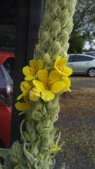 Verbascum thapsus