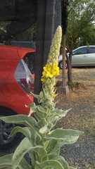 Verbascum thapsus