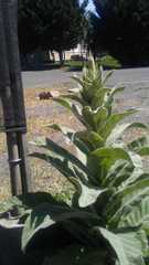 Verbascum thapsus