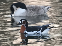 Branta ruficollis