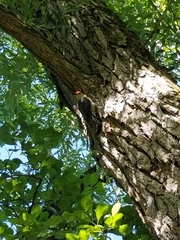 Melanerpes carolinus