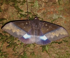 Ischyja inferna