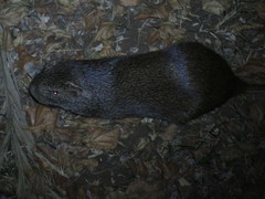 Thryonomys swinderianus