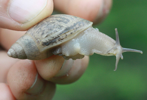 Euglandina rosea