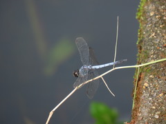 Libellulidae