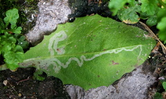 Phytomyza syngenesiae group
