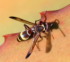 Polistes badius