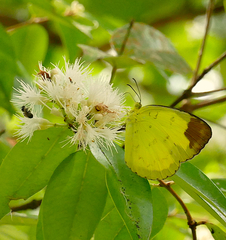 Eurema simulatrix tecmessa