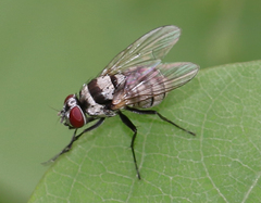 Anthomyia pluvialis