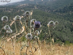 Echinops adenocaulos
