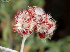 Helichrysum sanguineum