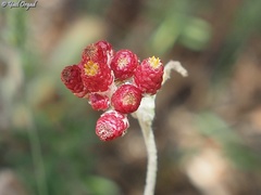 Helichrysum sanguineum