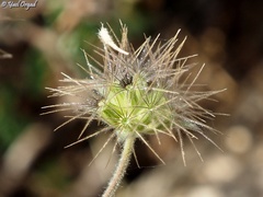 Pterocephalus plumosus