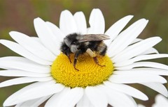 Bombus vancouverensis vancouverensis