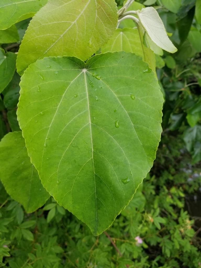 Populus heterophylla