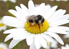 Bombus vancouverensis vancouverensis