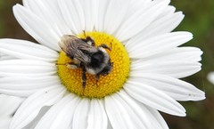Bombus vancouverensis vancouverensis