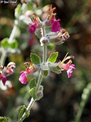 Teucrium divaricatum