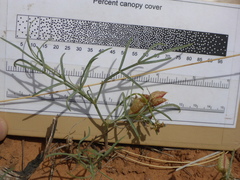 Astragalus ceramicus