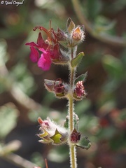Teucrium divaricatum