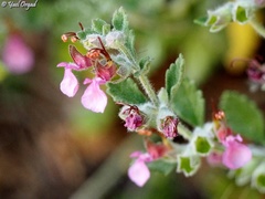 Teucrium divaricatum