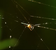Argyrodes flavescens