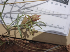 Astragalus ceramicus