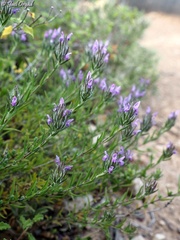 Thymbra spicata spicata