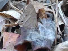 Cissia similis