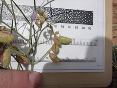 Astragalus ceramicus