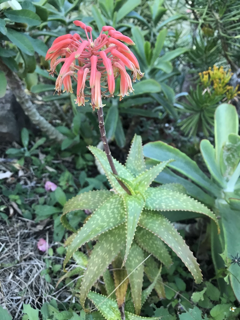 Aloe andongensis (Aloe andongensis)