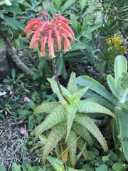 Aloe andongensis