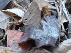 Cissia similis