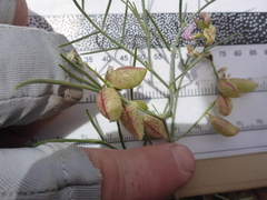 Astragalus ceramicus