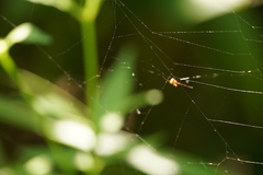 Argyrodes flavescens