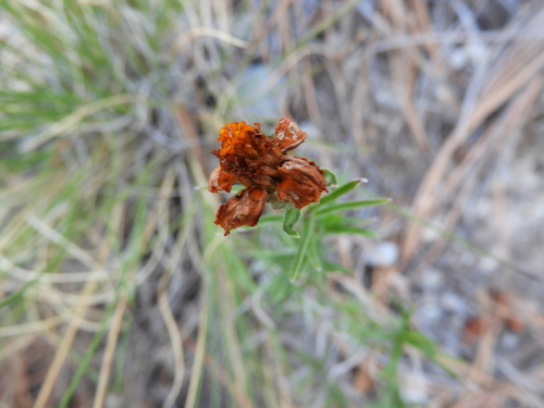 Zinnia juniperifolia (Zinnia juniperifolia)