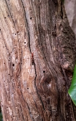 Clytocera chionospila