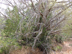 Juniperus arizonica