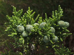 Juniperus arizonica