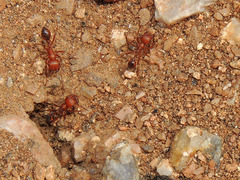 Pogonomyrmex californicus
