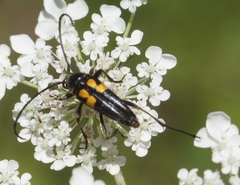 Typocerus lunulatus