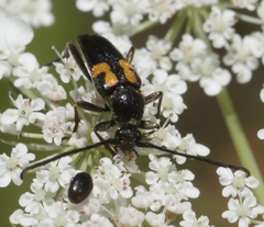 Typocerus lunulatus