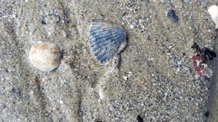 Argopecten ventricosus