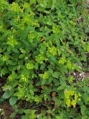 Euphorbia angulata