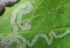 Phytomyza syngenesiae group