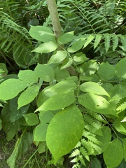 Mycosphaerella effigurata