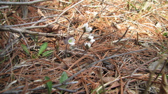 Hepatica