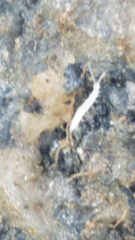Symphyla