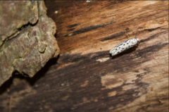 Yponomeuta multipunctella